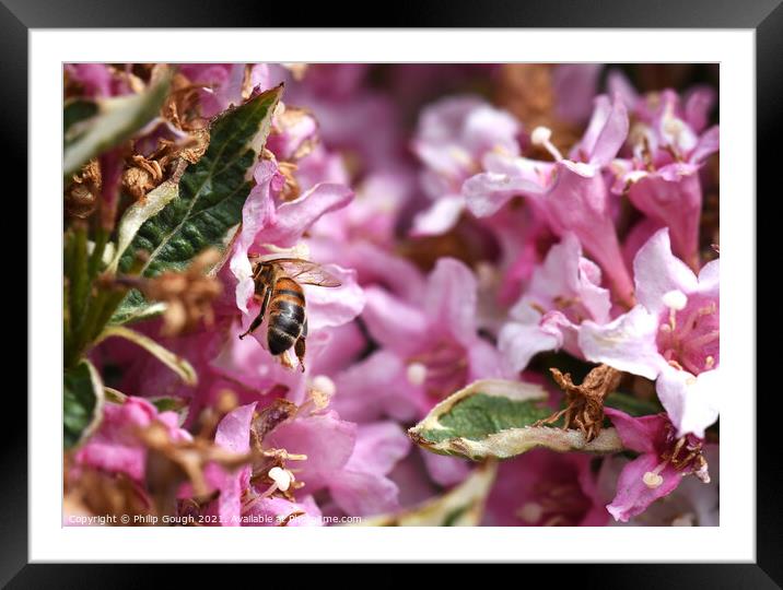 Bee Lunchtime Framed Mounted Print by Philip Gough