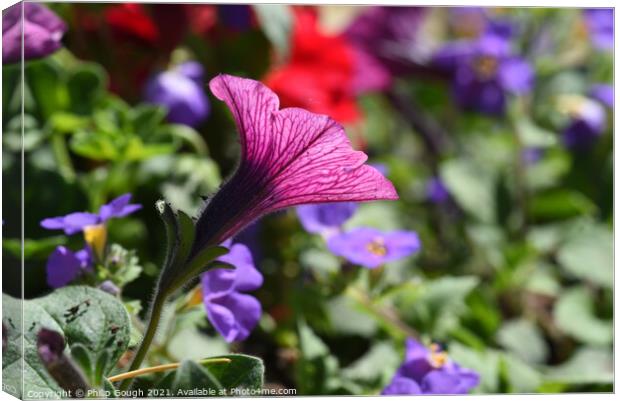 Petinia Sufinia in pink Canvas Print by Philip Gough