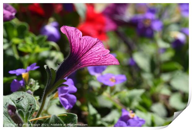 Petinia Sufinia in pink Print by Philip Gough