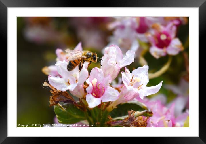 Bee searching food Framed Mounted Print by Philip Gough