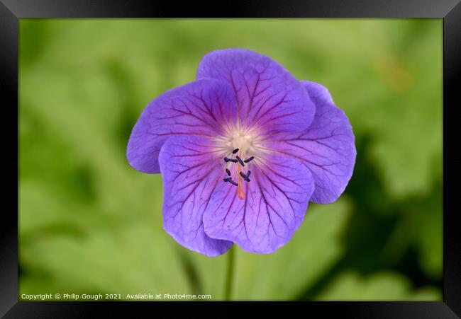 Macro Geranium Framed Print by Philip Gough