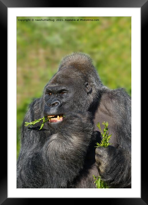 Silverback Gorilla Showing His Teeth While Eating Framed Mounted Print by rawshutterbug 