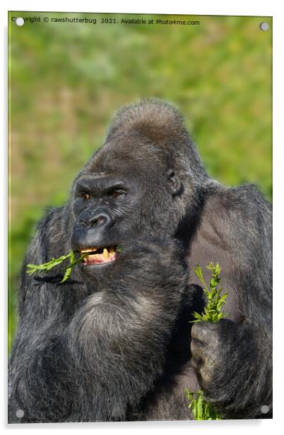 Silverback Gorilla Showing His Teeth While Eating Acrylic by rawshutterbug 