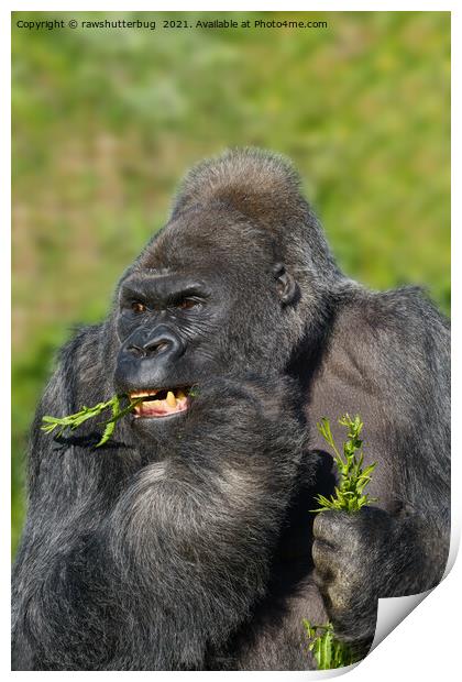 Silverback Gorilla Showing His Teeth While Eating Print by rawshutterbug 