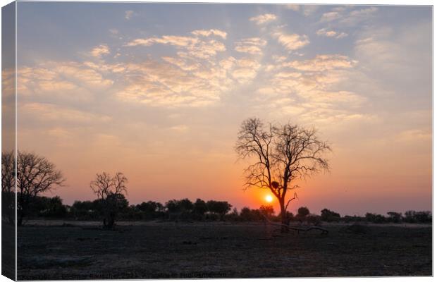 Sunset in African Savanna behind Tree Canvas Print by Dietmar Rauscher