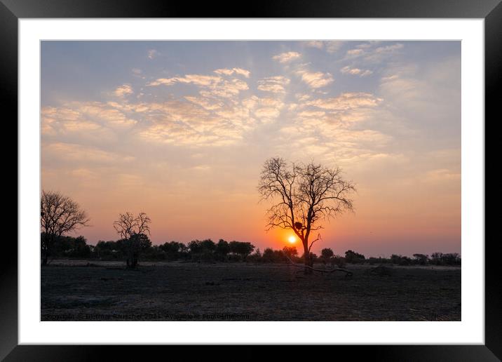 Sunset in African Savanna behind Tree Framed Mounted Print by Dietmar Rauscher