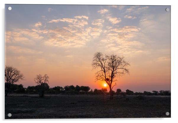 Sunset in African Savanna behind Tree Acrylic by Dietmar Rauscher