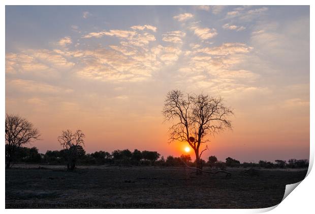 Sunset in African Savanna behind Tree Print by Dietmar Rauscher