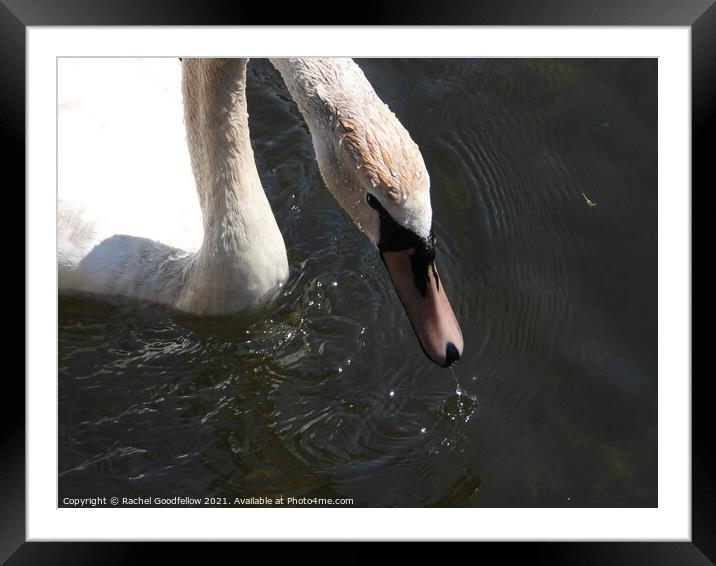 Caldew Swan Framed Mounted Print by Rachel Goodfellow