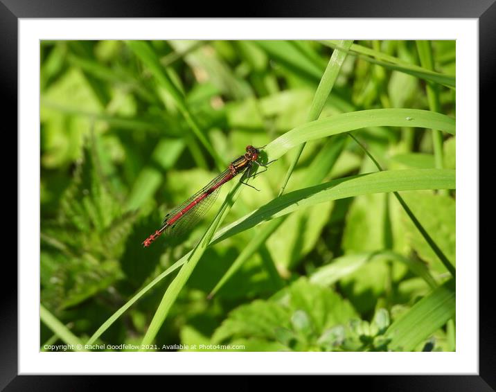 Large Red Damselfly Framed Mounted Print by Rachel Goodfellow