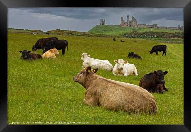 Dunstanburgh Castle with cows in the field Framed Print by Jenny Hibbert