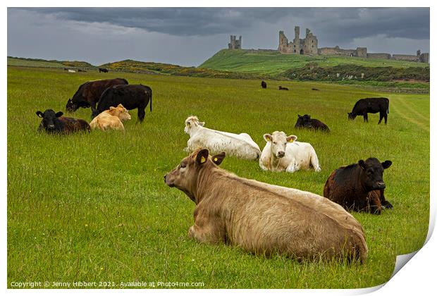 Dunstanburgh Castle with cows in the field Print by Jenny Hibbert