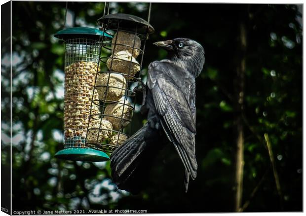 Crow on the Feeder  Canvas Print by Jane Metters