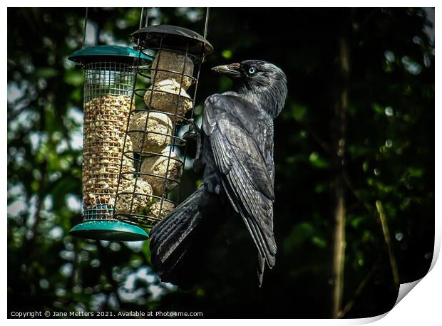 Crow on the Feeder  Print by Jane Metters