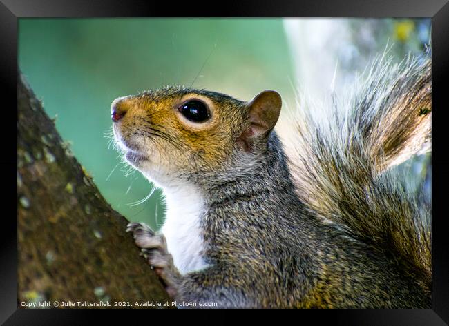 Squirrel hunting in the tree Framed Print by Julie Tattersfield