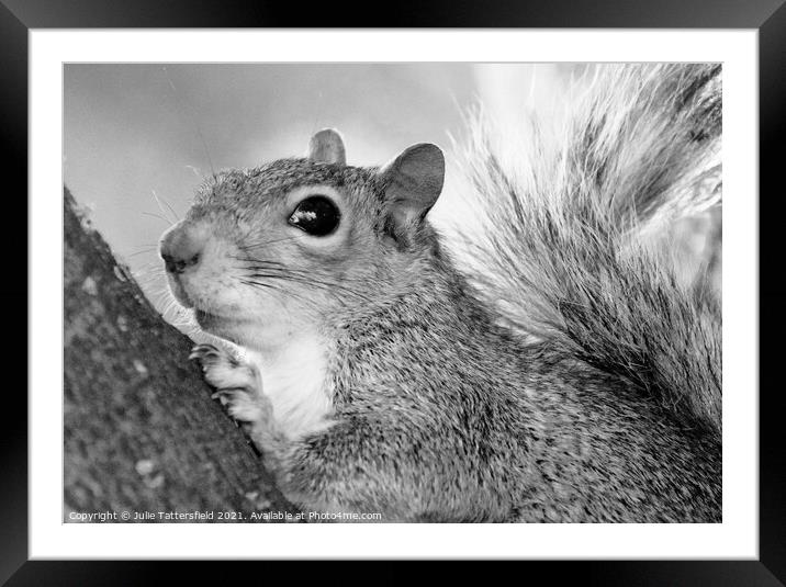 A monochrome photo of this busy squirrel Framed Mounted Print by Julie Tattersfield