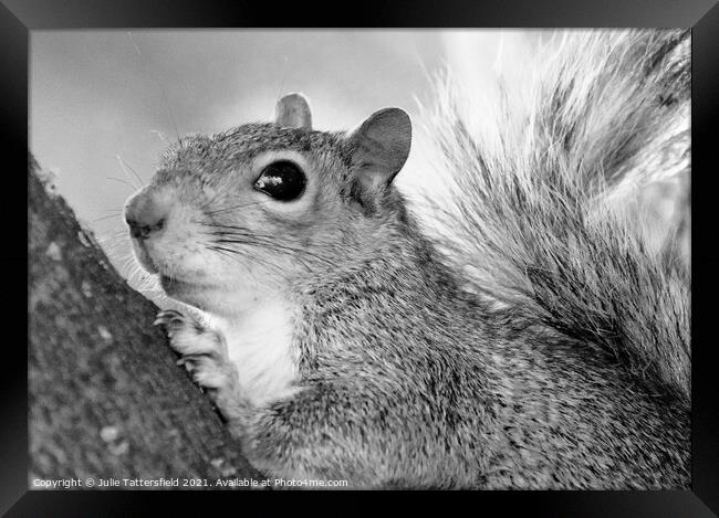 A monochrome photo of this busy squirrel Framed Print by Julie Tattersfield