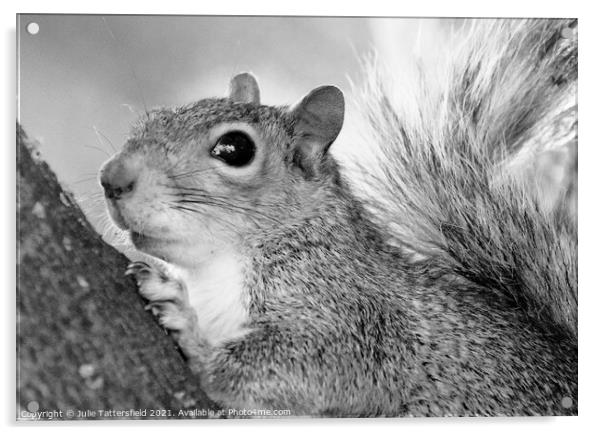 A monochrome photo of this busy squirrel Acrylic by Julie Tattersfield