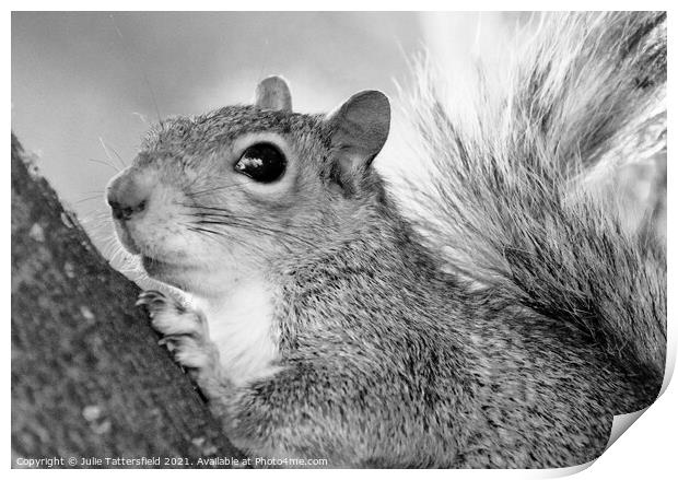 A monochrome photo of this busy squirrel Print by Julie Tattersfield