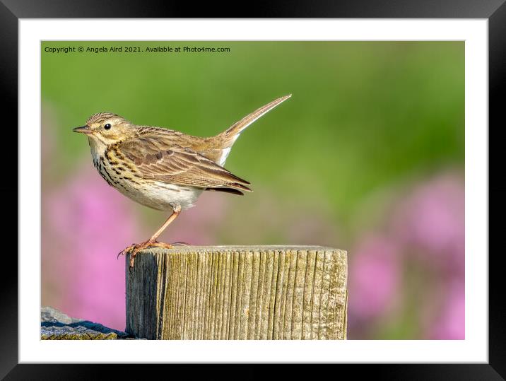 Meadow Pipet. Framed Mounted Print by Angela Aird