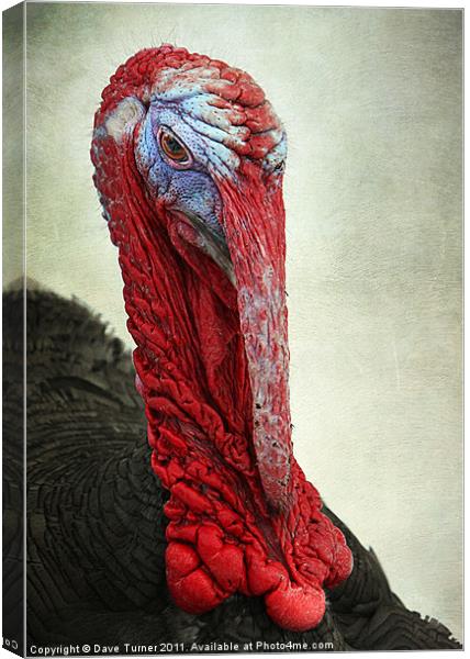 Turkey Canvas Print by Dave Turner