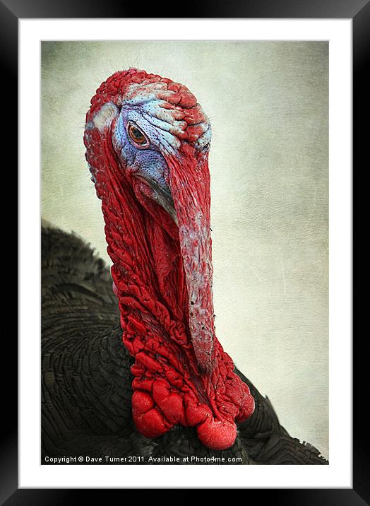 Turkey Framed Mounted Print by Dave Turner