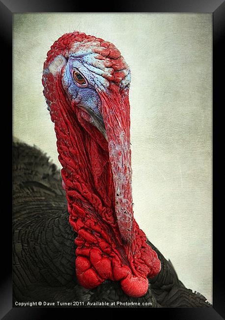 Turkey Framed Print by Dave Turner