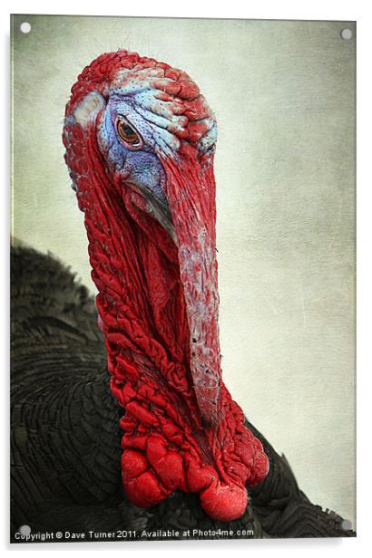 Turkey Acrylic by Dave Turner