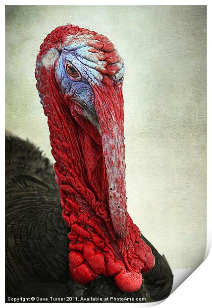 Turkey Print by Dave Turner