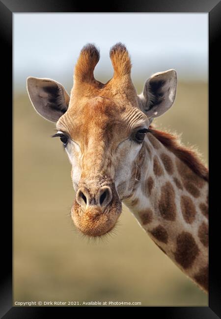 Giraffe (Giraffa camelopardalis) Framed Print by Dirk Rüter