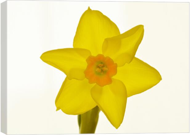 Radiant Daffodil Bloom Canvas Print by graham young
