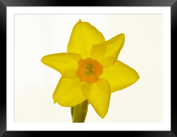 Radiant Daffodil Bloom Framed Mounted Print by graham young