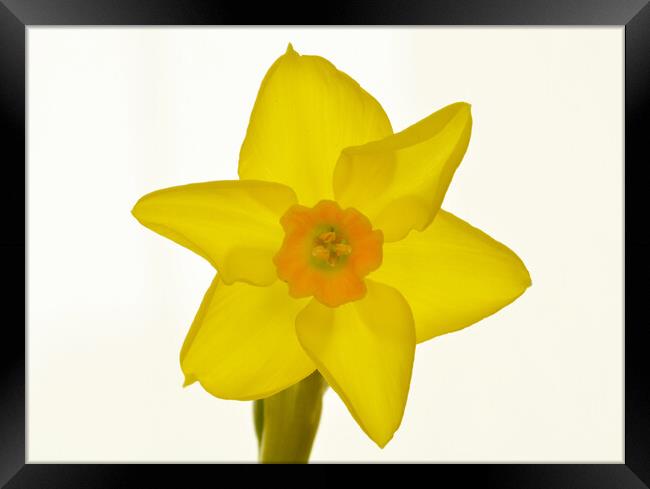 Radiant Daffodil Bloom Framed Print by graham young