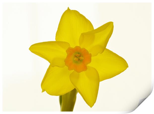 Radiant Daffodil Bloom Print by graham young
