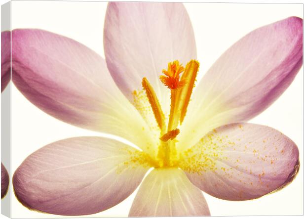 Crocus Close Up Canvas Print by graham young