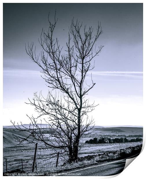 Tree Print by Colin Keown