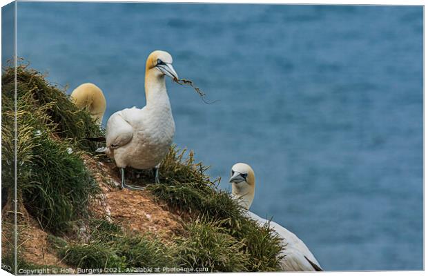 Gannets Sea birds on the Cliff top building nests  Canvas Print by Holly Burgess