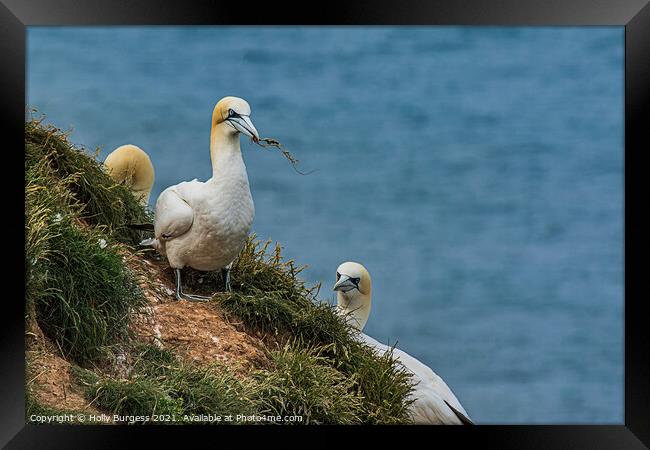Gannets Sea birds on the Cliff top building nests  Framed Print by Holly Burgess