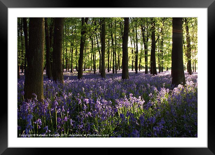 Bluebells Framed Mounted Print by Natasha Balletta