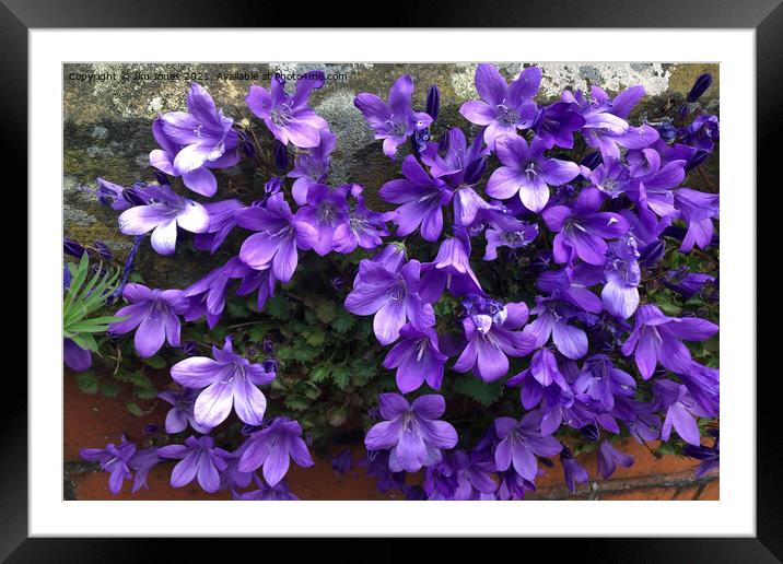 Siberian Bellflower on Garden Wall Framed Mounted Print by Jim Jones