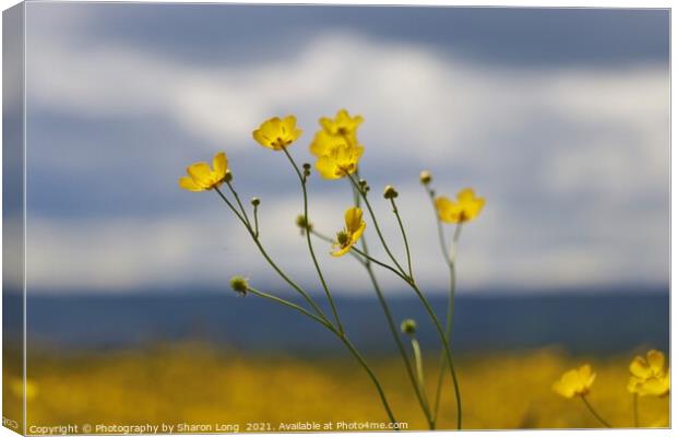 Buttercups of Parkgate Canvas Print by Photography by Sharon Long 