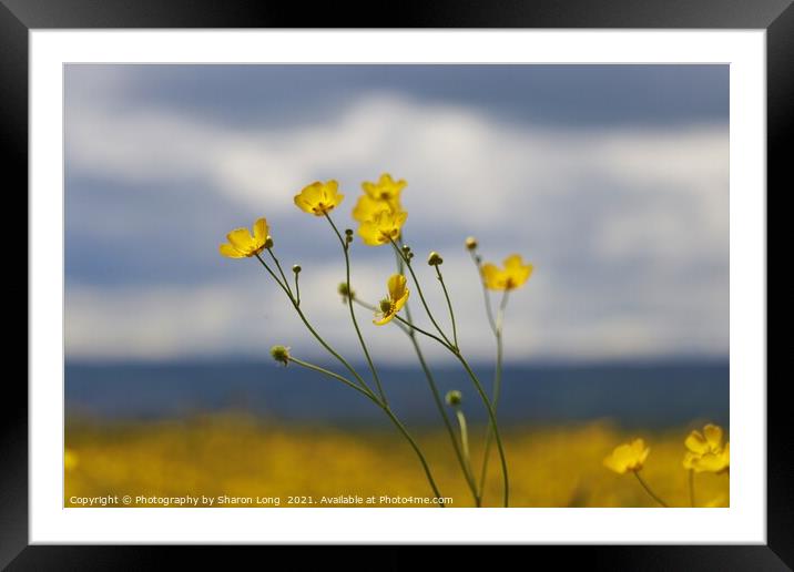 Buttercups of Parkgate Framed Mounted Print by Photography by Sharon Long 