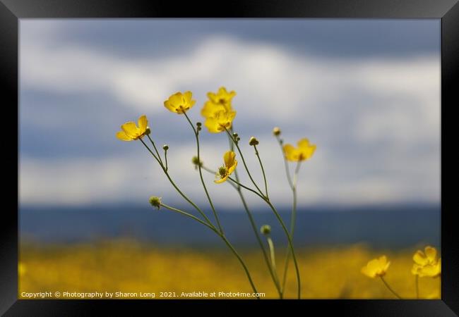 Buttercups of Parkgate Framed Print by Photography by Sharon Long 