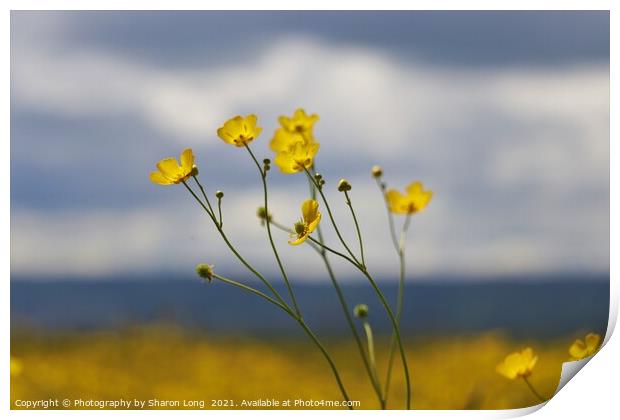 Buttercups of Parkgate Print by Photography by Sharon Long 
