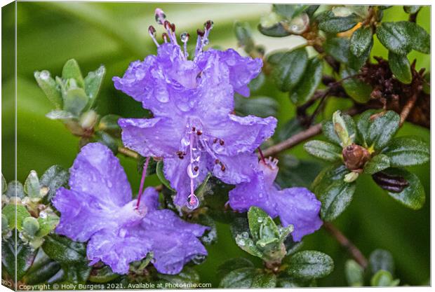 Rhododendron Lilac flower in the rain, rain drops on the petals  Canvas Print by Holly Burgess