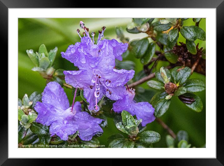 Rhododendron Lilac flower in the rain, rain drops on the petals  Framed Mounted Print by Holly Burgess