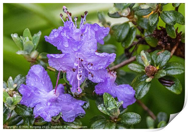 Rhododendron Lilac flower in the rain, rain drops on the petals  Print by Holly Burgess