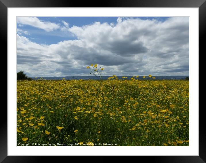 Buttercup Field of Parkgate Framed Mounted Print by Photography by Sharon Long 