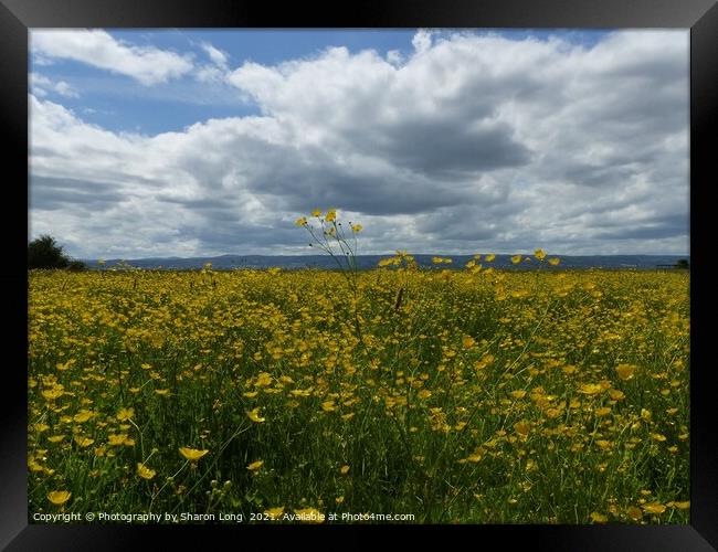 Buttercup Field of Parkgate Framed Print by Photography by Sharon Long 
