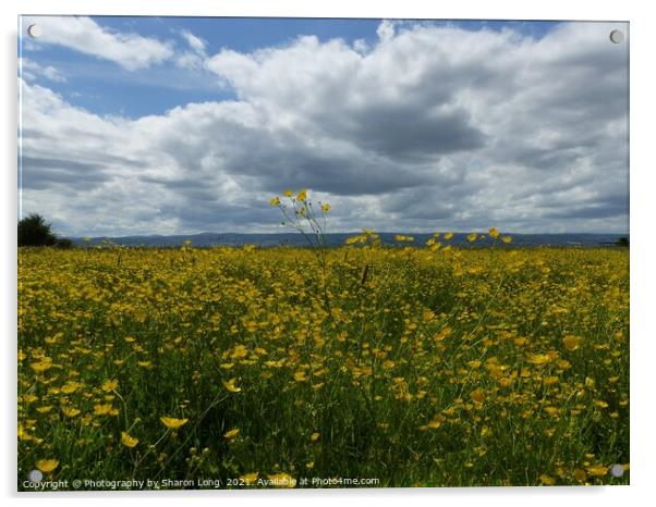 Buttercup Field of Parkgate Acrylic by Photography by Sharon Long 